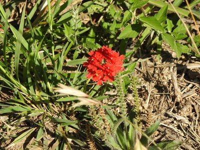 Verbena peruviana, photographed by Eduardo Luis Beltrocco