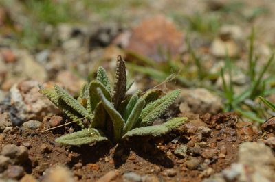 Lepechinia meyenii, photographed by Carlo Brescia