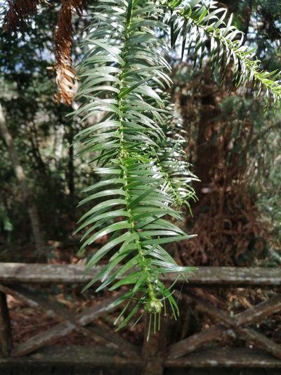 Cunninghamia lanceolata, photographed by 五色鳥