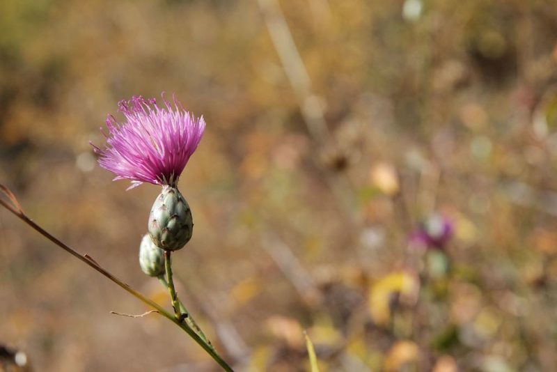 Mantisalca salmantica, photographed by Olivier Argagnon