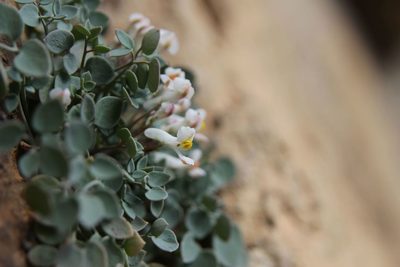 Sarcocapnos enneaphylla, photographed by Olivier Argagnon