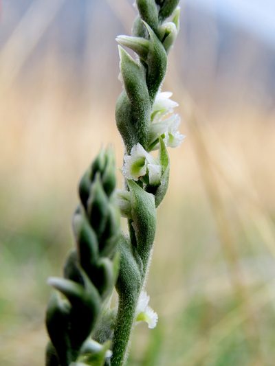 Spiranthes spiralis, photographed by Ronald Flipphi