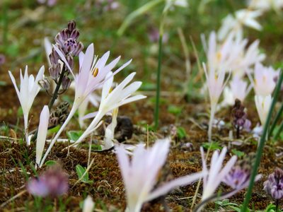 Colchicum pusillum, photographed by Ronald Flipphi