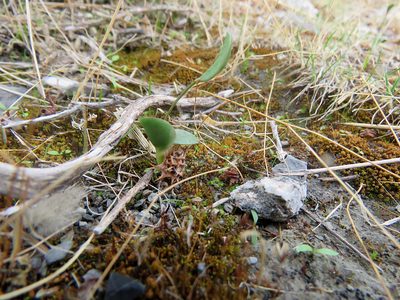 Onobrychis caput-galli, photographed by Ronald Flipphi
