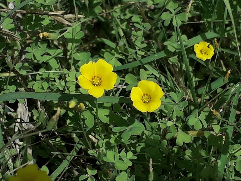 Oxalis conorrhiza, photographed by Eduardo Luis Beltrocco