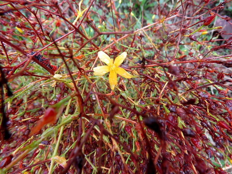 Hypericum triquetrifolium, photographed by Ronald Flipphi