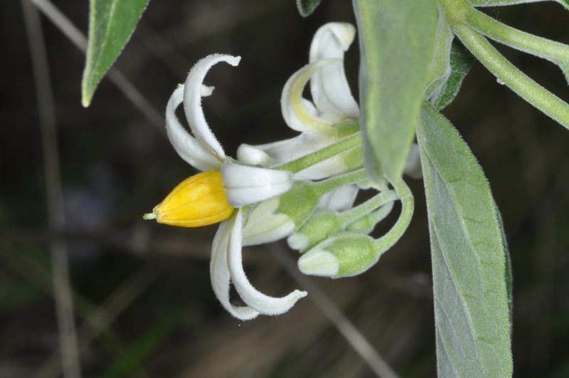 Solanum stuckertii, photographed by aacocucci