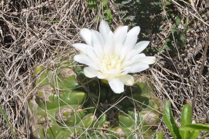 Gymnocalycium monvillei, photographed by aacocucci