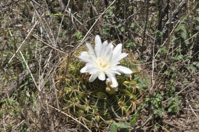 Gymnocalycium monvillei, photographed by aacocucci