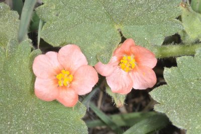 Krapovickasia flavescens, photographed by aacocucci