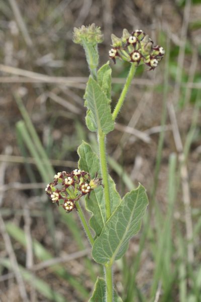 Oxypetalum arnottianum, photographed by aacocucci
