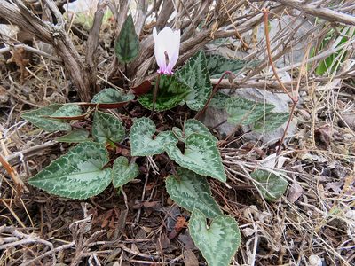 Cyclamen graecum, photographed by Ronald Flipphi