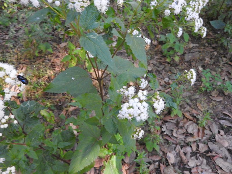 Ageratina petiolaris, photographed by Oscar Alejandro Morales Juárez