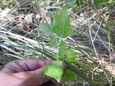 Physalis cinerascens, photographed by Oscar Alejandro Morales Juárez