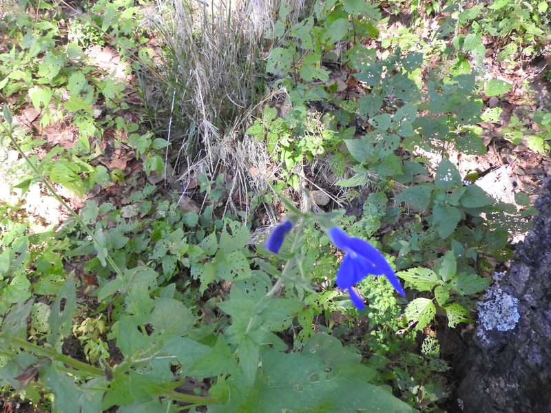 Salvia patens, photographed by Oscar Alejandro Morales Juárez