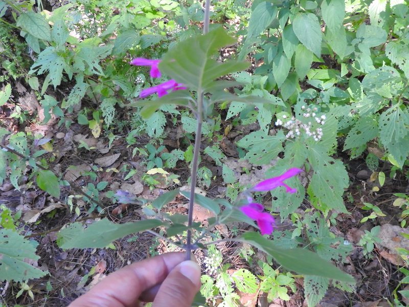 Salvia purpurea, photographed by Oscar Alejandro Morales Juárez