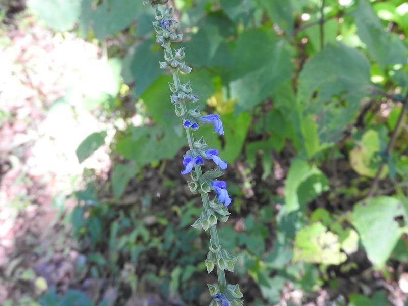 Salvia helianthemifolia, photographed by Oscar Alejandro Morales Juárez