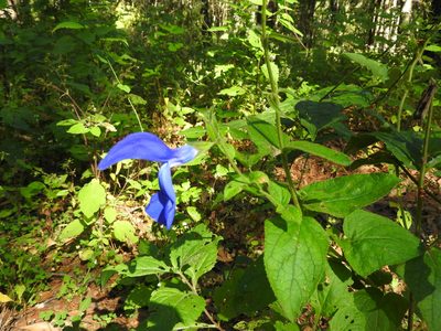 Salvia patens, photographed by Oscar Alejandro Morales Juárez