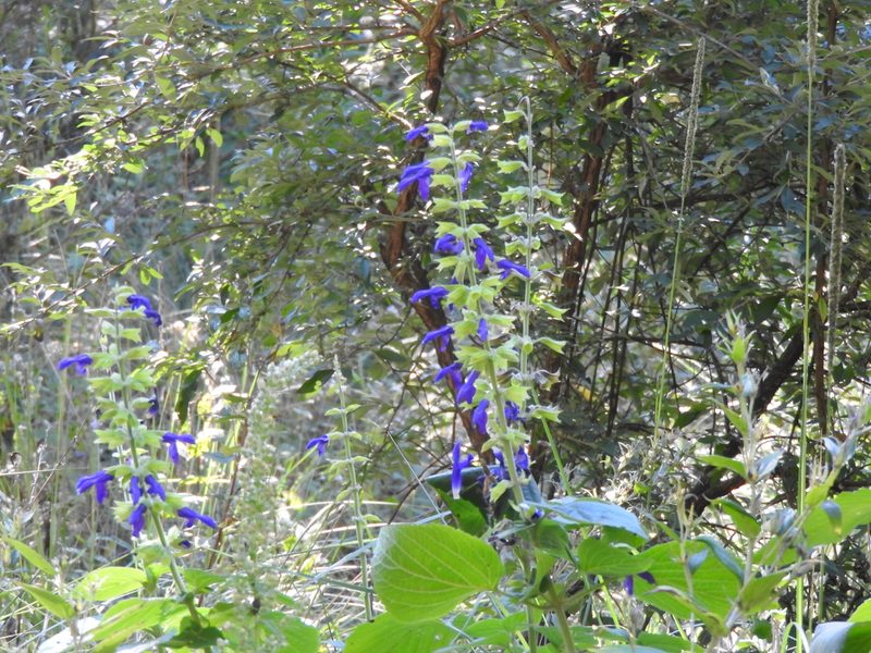 Salvia mexicana, photographed by Oscar Alejandro Morales Juárez