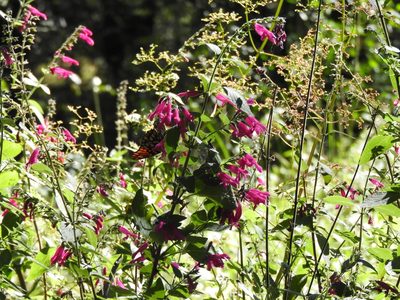 Salvia curviflora, photographed by Oscar Alejandro Morales Juárez