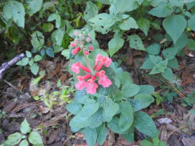Stachys coccinea, photographed by Oscar Alejandro Morales Juárez