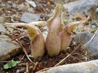 Biarum davisii, photographed by Ronald Flipphi
