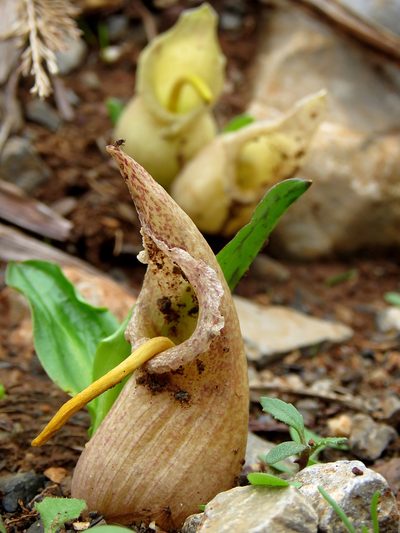 Biarum davisii, photographed by Ronald Flipphi