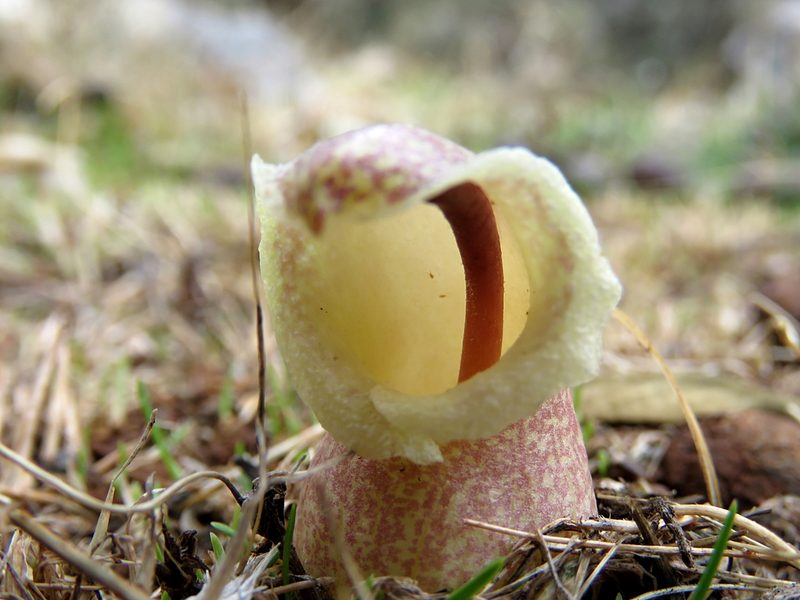 Biarum davisii, photographed by Ronald Flipphi