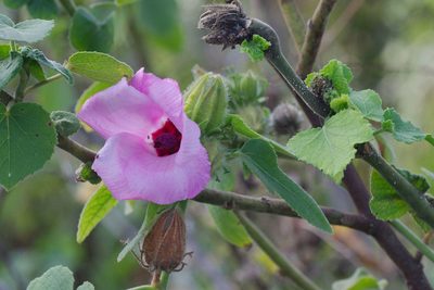 Sabdariffa furcellata, photographed by Dennis Vollmar