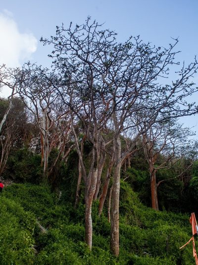 Erythrina velutina, photographed by João D'Andretta