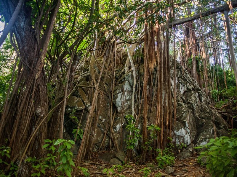 Ficus cyclophylla, photographed by João D'Andretta