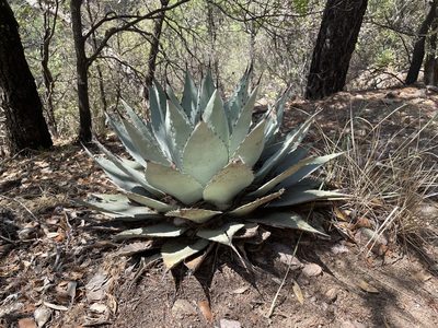 Agave parryi, photographed by Mark Pollock