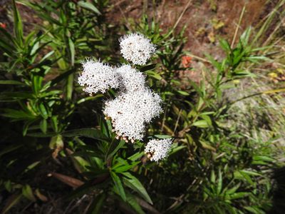 Stevia lucida, photographed by Oscar Alejandro Morales Juárez
