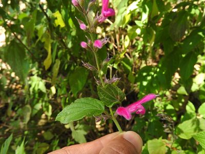 Salvia curviflora, photographed by Oscar Alejandro Morales Juárez