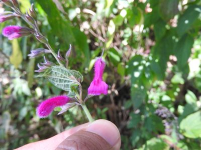Salvia curviflora, photographed by Oscar Alejandro Morales Juárez