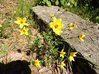 Bidens triplinervia, photographed by Oscar Alejandro Morales Juárez