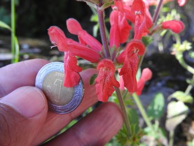 Stachys coccinea, photographed by Oscar Alejandro Morales Juárez