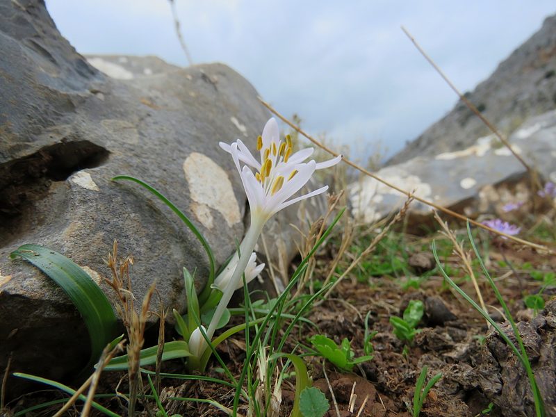 Colchicum pusillum, photographed by Ronald Flipphi