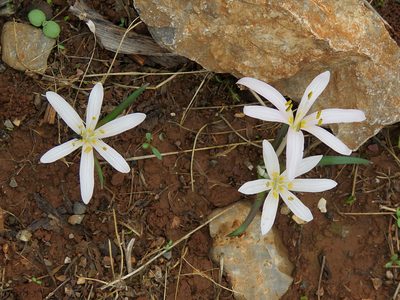 Colchicum pusillum, photographed by Ronald Flipphi