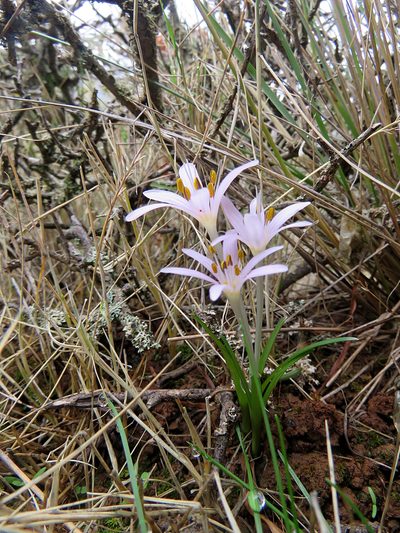 Colchicum pusillum, photographed by Ronald Flipphi