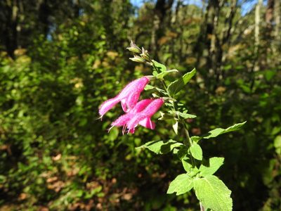 Salvia curviflora, photographed by Oscar Alejandro Morales Juárez