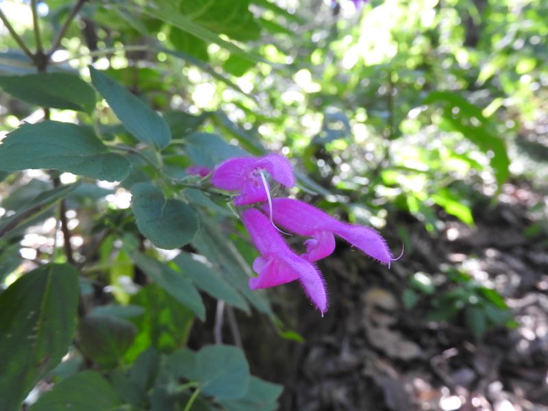 Salvia curviflora, photographed by Oscar Alejandro Morales Juárez