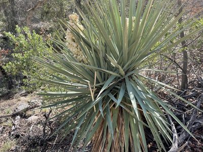 Yucca madrensis, photographed by Mark Pollock