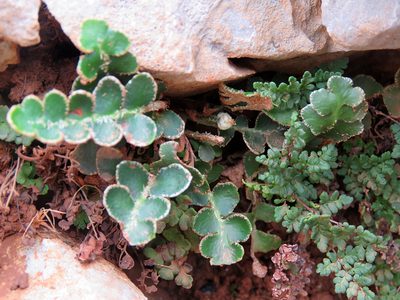 Aleuritopteris acrostica, photographed by Ronald Flipphi