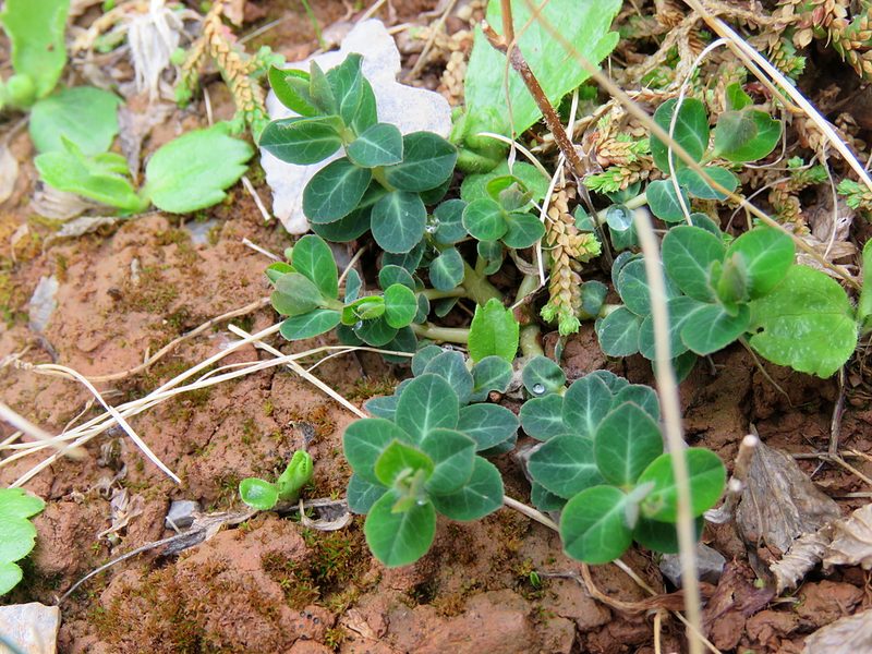 Euphorbia dimorphocaulon, photographed by Ronald Flipphi