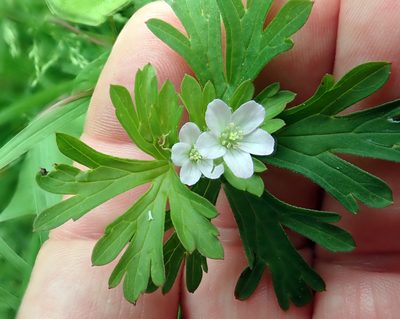 Geranium retrorsum, photographed by Peter de Lange