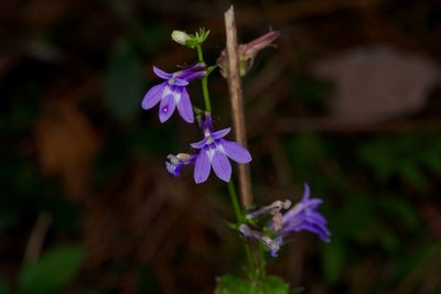 Lobelia puberula, photographed by Michelle W. （鍾偉瑋）
