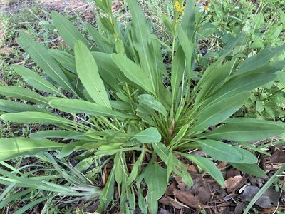 Solidago mexicana, photographed by Jade Fortnash