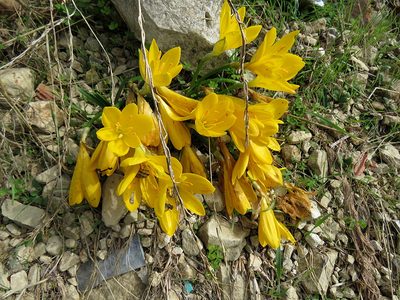 Sternbergia lutea, photographed by Ronald Flipphi
