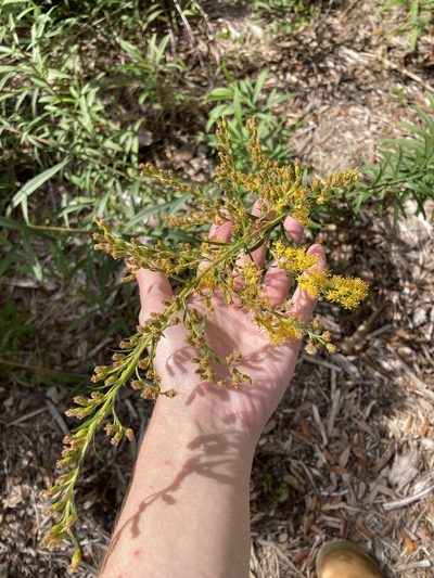 Solidago leavenworthii, photographed by Jade Fortnash